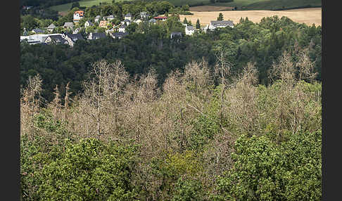 Kulturlandschaft (cultivated landscape)