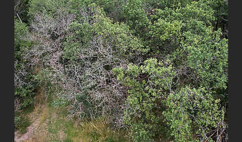 Kulturlandschaft (cultivated landscape)