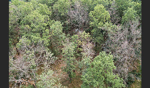 Kulturlandschaft (cultivated landscape)