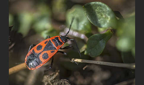 Feuerwanze (Pyrrhocoris apterus)