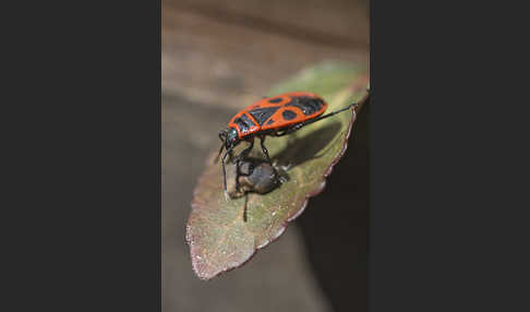 Feuerwanze (Pyrrhocoris apterus)