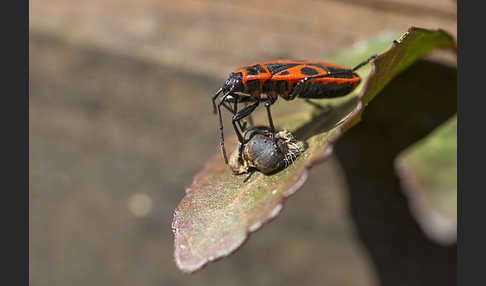 Feuerwanze (Pyrrhocoris apterus)