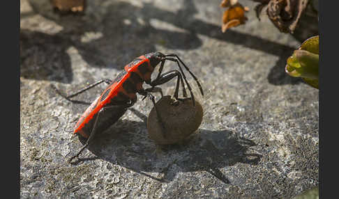 Feuerwanze (Pyrrhocoris apterus)