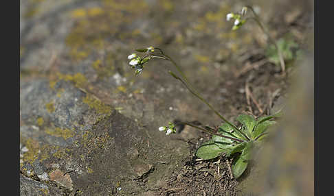 Frühlings-Hungerblümchen (Draba verna)