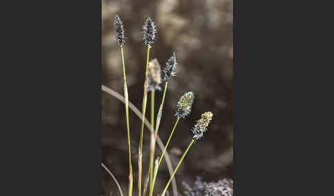 Scheiden-Wollgras (Eriophorum vaginatum)