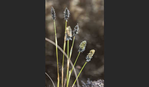 Scheiden-Wollgras (Eriophorum vaginatum)