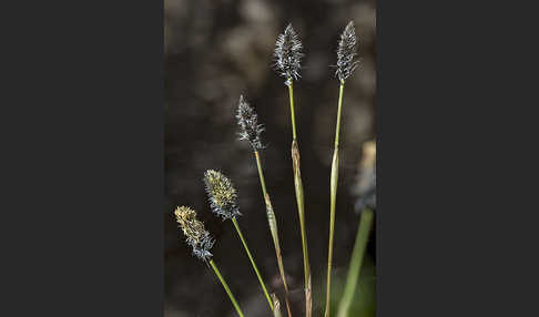 Scheiden-Wollgras (Eriophorum vaginatum)