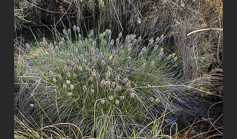 Scheiden-Wollgras (Eriophorum vaginatum)