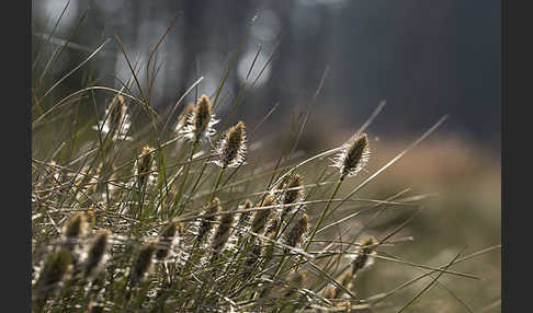 Scheiden-Wollgras (Eriophorum vaginatum)