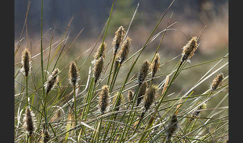 Scheiden-Wollgras (Eriophorum vaginatum)