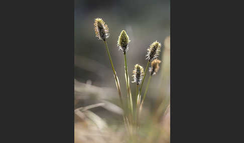 Scheiden-Wollgras (Eriophorum vaginatum)