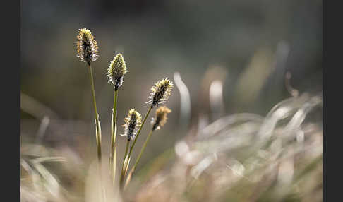 Scheiden-Wollgras (Eriophorum vaginatum)