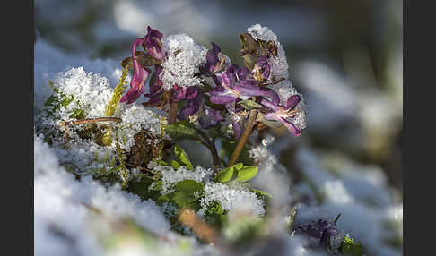 Hohler Lerchensporn (Corydalis cava)