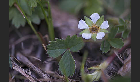 Erdbeer-Fingerkraut (Potentilla sterilis)