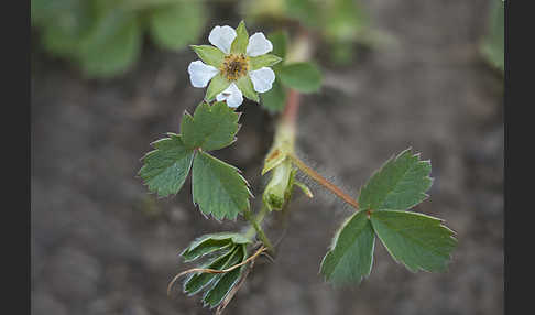 Erdbeer-Fingerkraut (Potentilla sterilis)