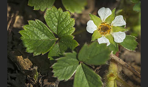 Erdbeer-Fingerkraut (Potentilla sterilis)