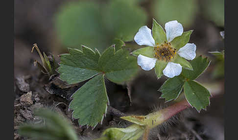 Erdbeer-Fingerkraut (Potentilla sterilis)