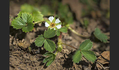 Erdbeer-Fingerkraut (Potentilla sterilis)