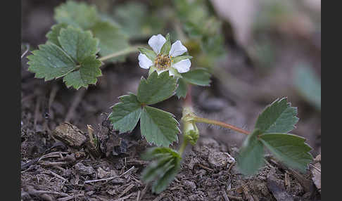 Erdbeer-Fingerkraut (Potentilla sterilis)