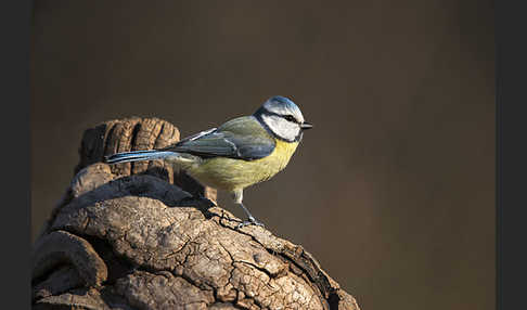 Blaumeise (Parus caeruleus)