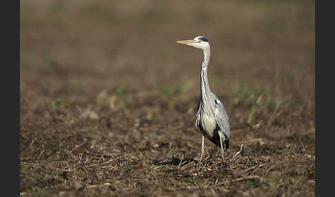 Graureiher (Ardea cinerea)