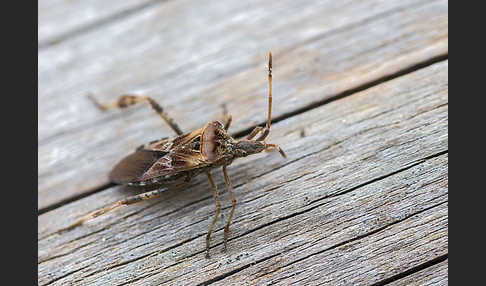 Amerikanische Kiefernwanze (Leptoglossus occidentalis)