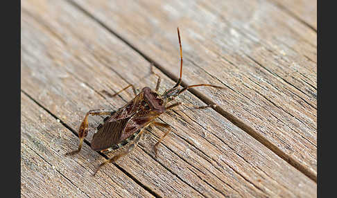 Amerikanische Kiefernwanze (Leptoglossus occidentalis)