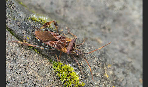 Amerikanische Kiefernwanze (Leptoglossus occidentalis)