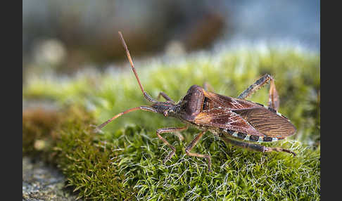 Amerikanische Kiefernwanze (Leptoglossus occidentalis)