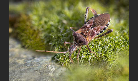 Amerikanische Kiefernwanze (Leptoglossus occidentalis)