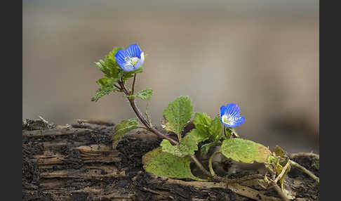 Persischer Ehrenpreis (Veronica persica)