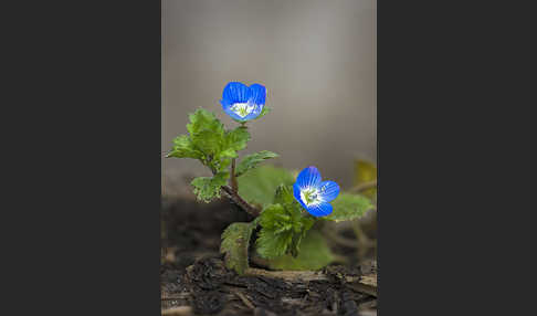 Persischer Ehrenpreis (Veronica persica)