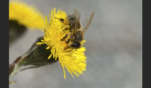 Westliche Honigbiene (Apis mellifera)