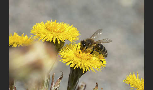 Westliche Honigbiene (Apis mellifera)