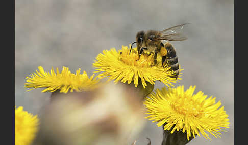 Westliche Honigbiene (Apis mellifera)