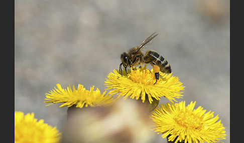 Westliche Honigbiene (Apis mellifera)