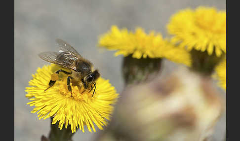 Westliche Honigbiene (Apis mellifera)