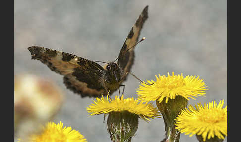 Kleiner Fuchs (Aglais urticae)