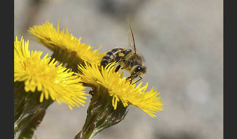 Westliche Honigbiene (Apis mellifera)