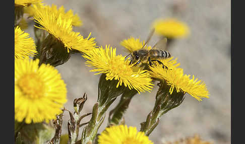 Westliche Honigbiene (Apis mellifera)