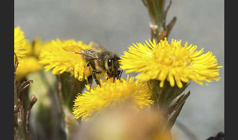 Westliche Honigbiene (Apis mellifera)