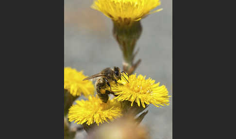 Westliche Honigbiene (Apis mellifera)