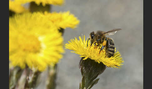 Westliche Honigbiene (Apis mellifera)