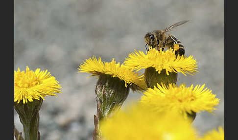 Westliche Honigbiene (Apis mellifera)