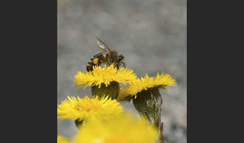 Westliche Honigbiene (Apis mellifera)
