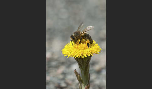 Westliche Honigbiene (Apis mellifera)