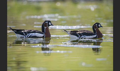 Rothalsgans (Branta ruficollis)