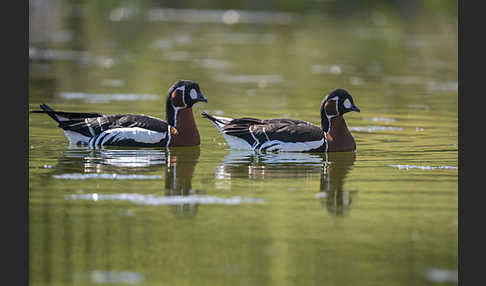 Rothalsgans (Branta ruficollis)