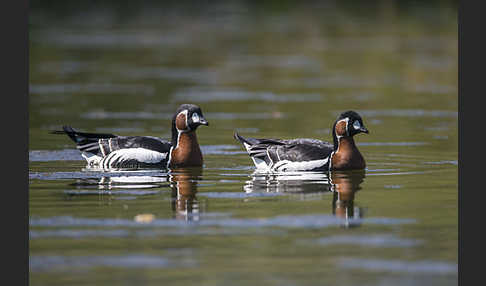 Rothalsgans (Branta ruficollis)