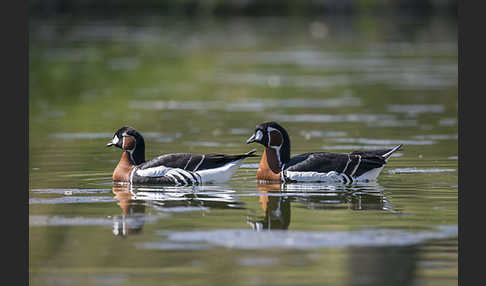 Rothalsgans (Branta ruficollis)